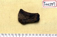 藏品(動物肢骨化石)的圖片